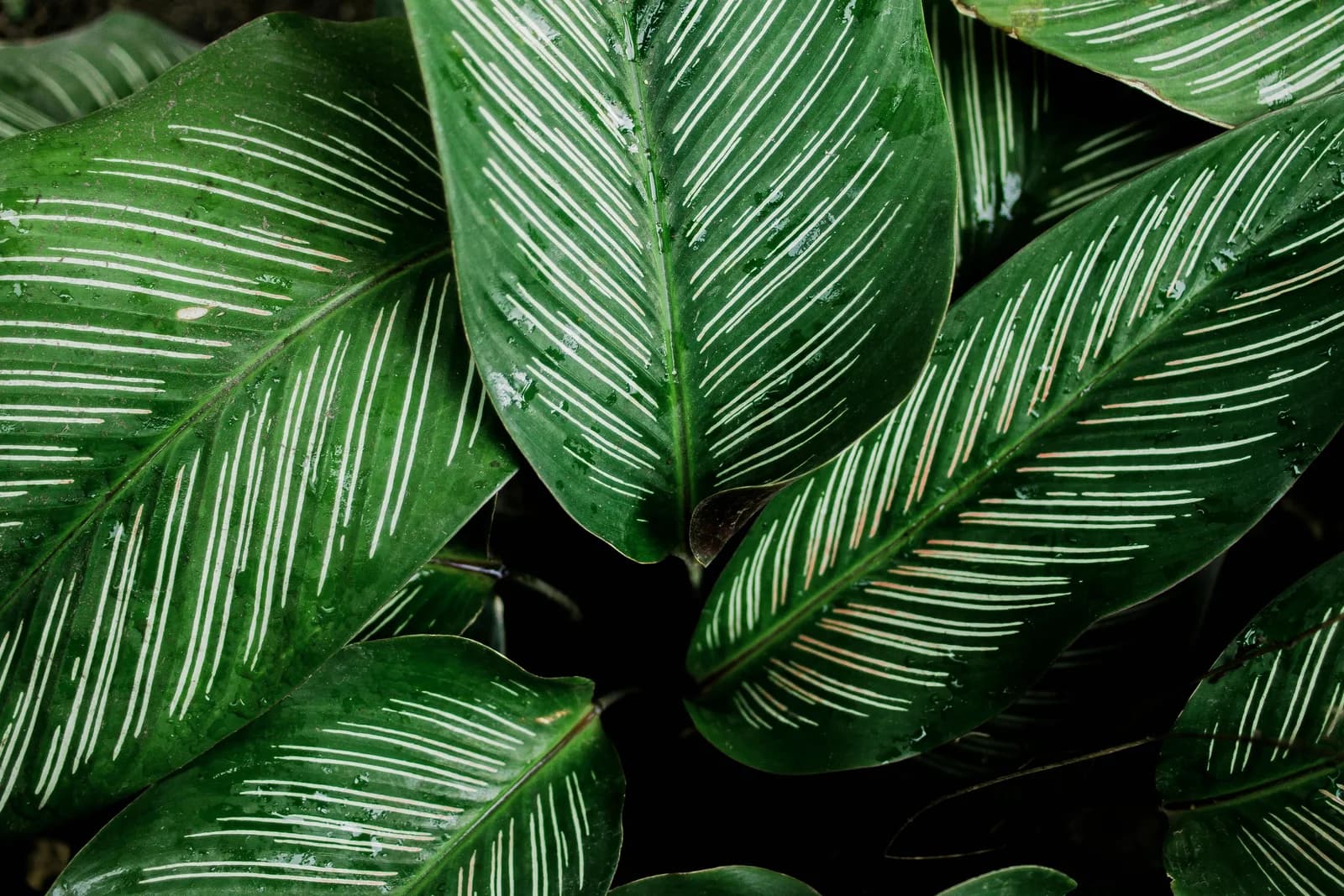 Close-up of green leaves, an inspiration image from the original Silvanest About page